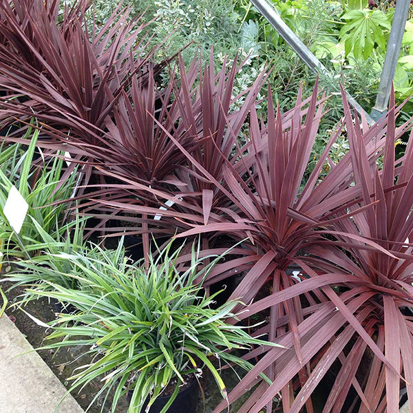 Cordyline Red Star - 5 Gallon
