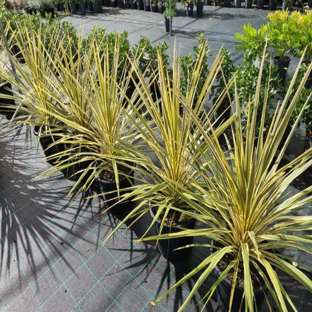Cordyline Torbay Dazzler - 5 Gallon