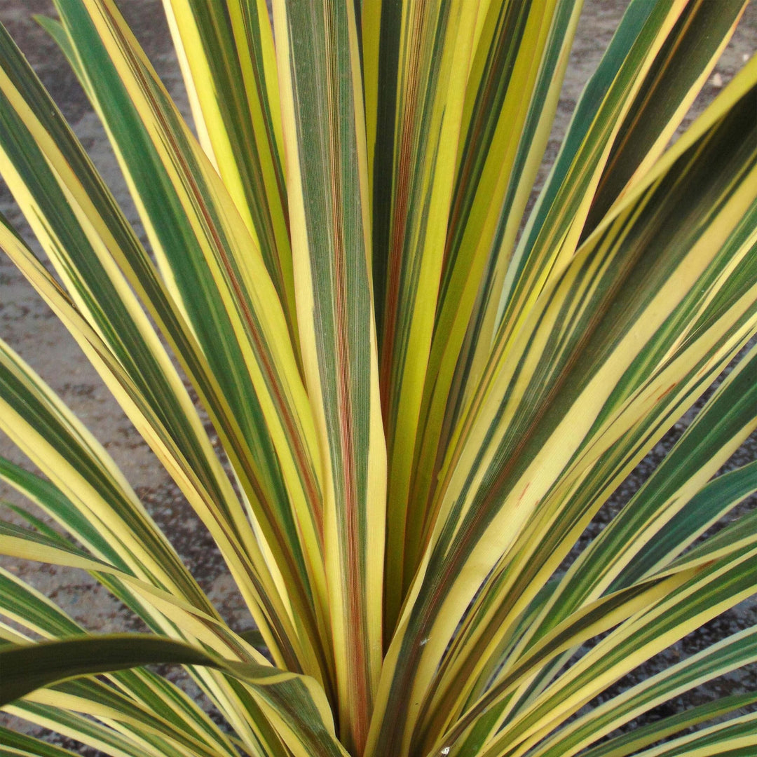 torbay dazzler dracaena palm Cordyline Torbay Dazzler