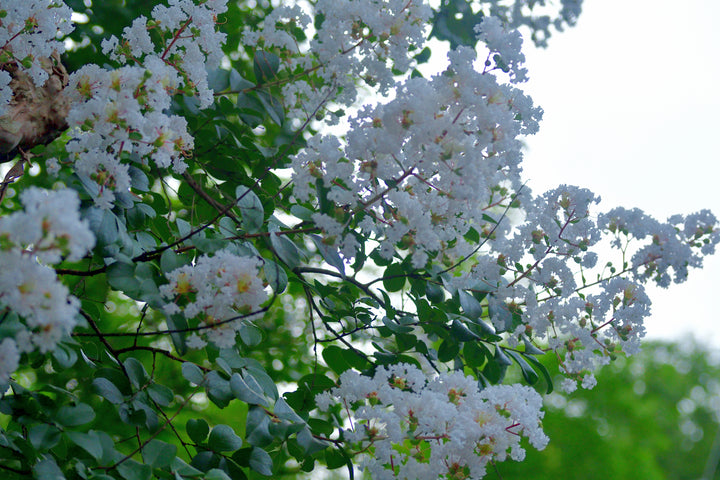 Natchez Crape Myrtle Tree - 24" Box Single Trunk