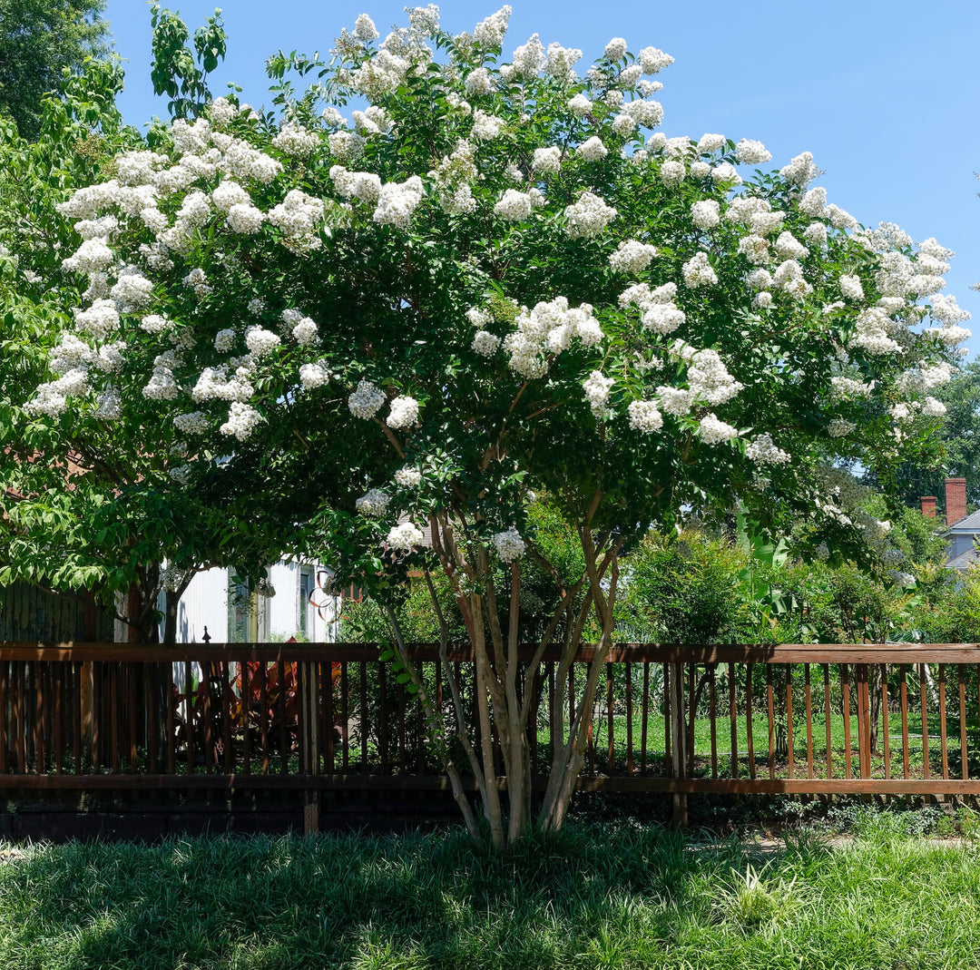 Natchez Crape Myrtle Tree - 24" Box Single Trunk