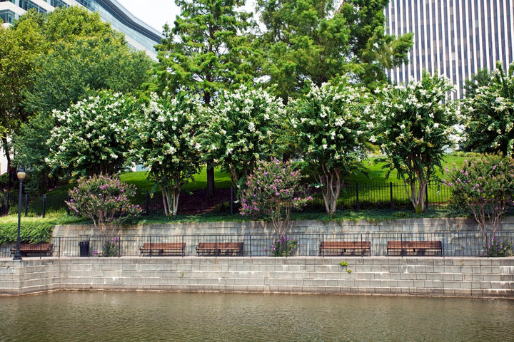 Natchez Crape Myrtle Tree - 24" Box Single Trunk