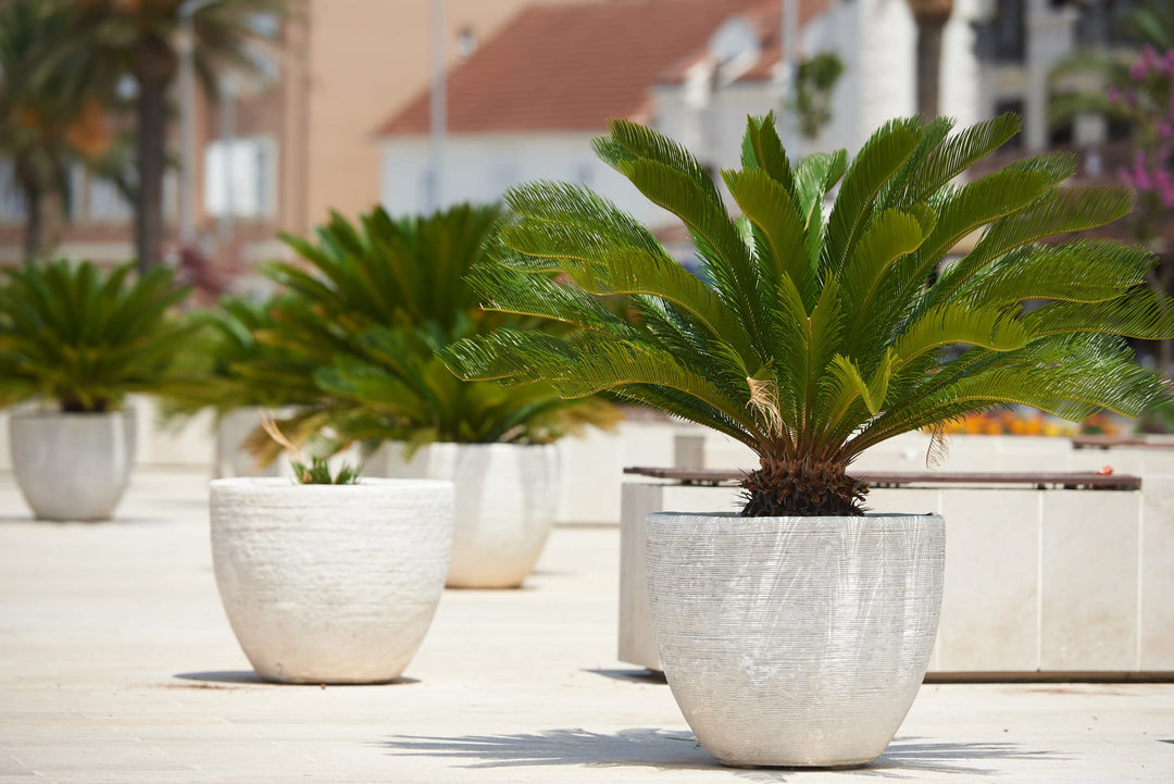 sago palm outdoor plant Cycas revoluta Sago Palm - 15 Gallon