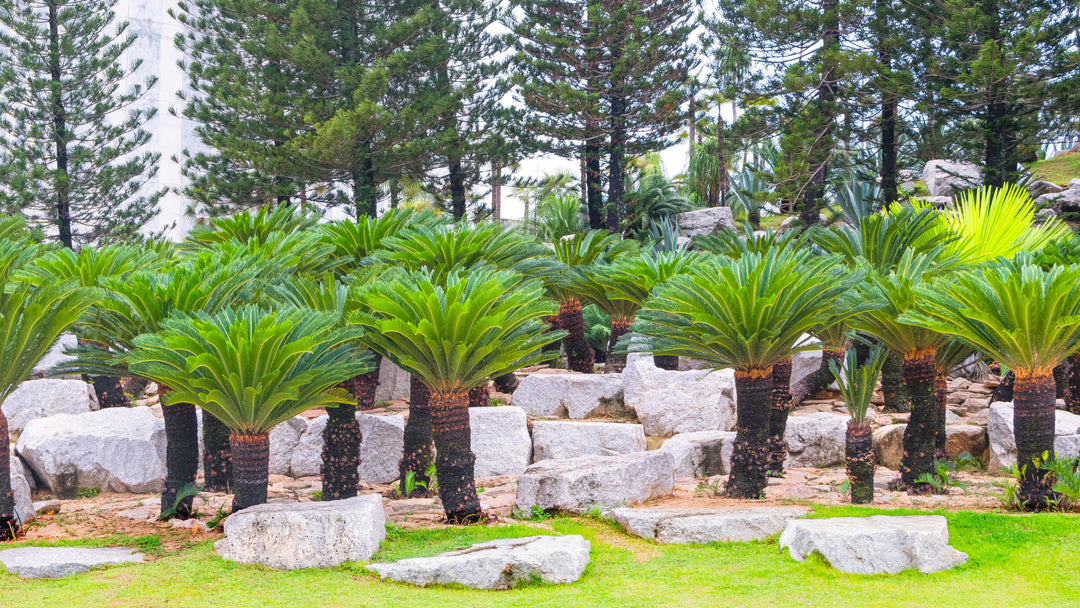 sago palm plant price Cycas revoluta Sago Palm - 15 Gallon