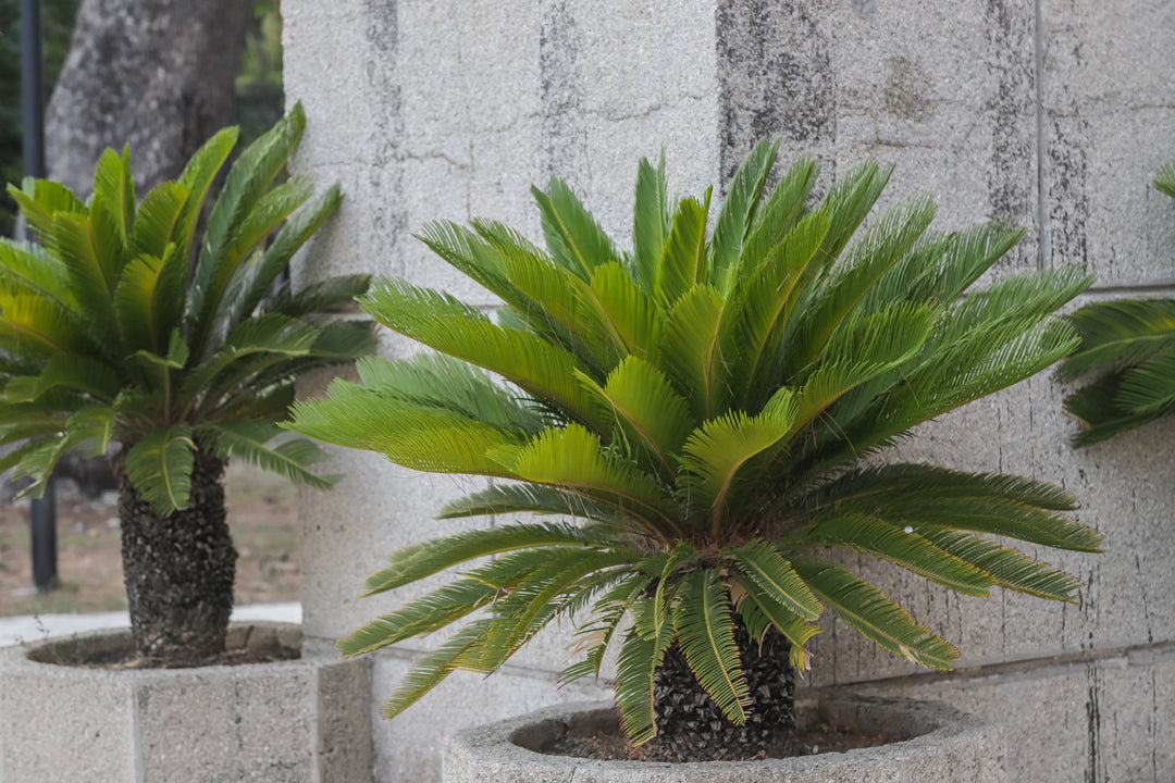 Cycas revoluta Sago Palm