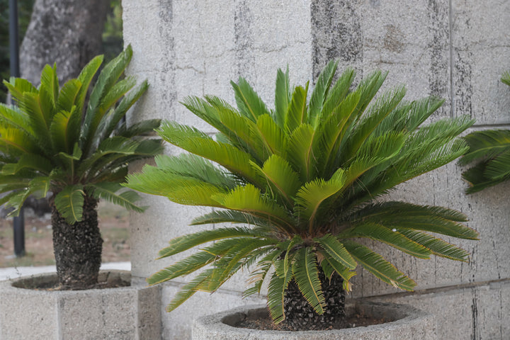 Cycas revoluta Sago Palm