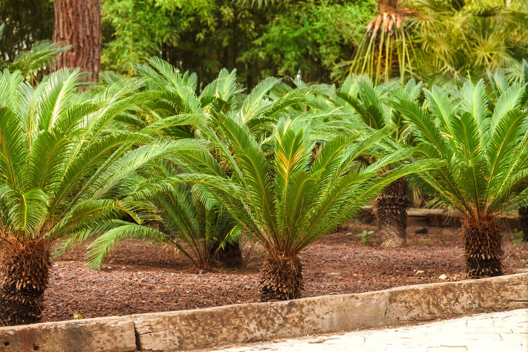 sago palm plants for sale Cycas revoluta Sago Palm - 15 Gallon