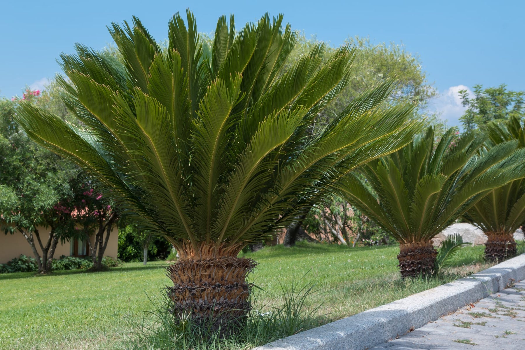 sago palm plant price Cycas revoluta Sago Palm - 15 Gallon