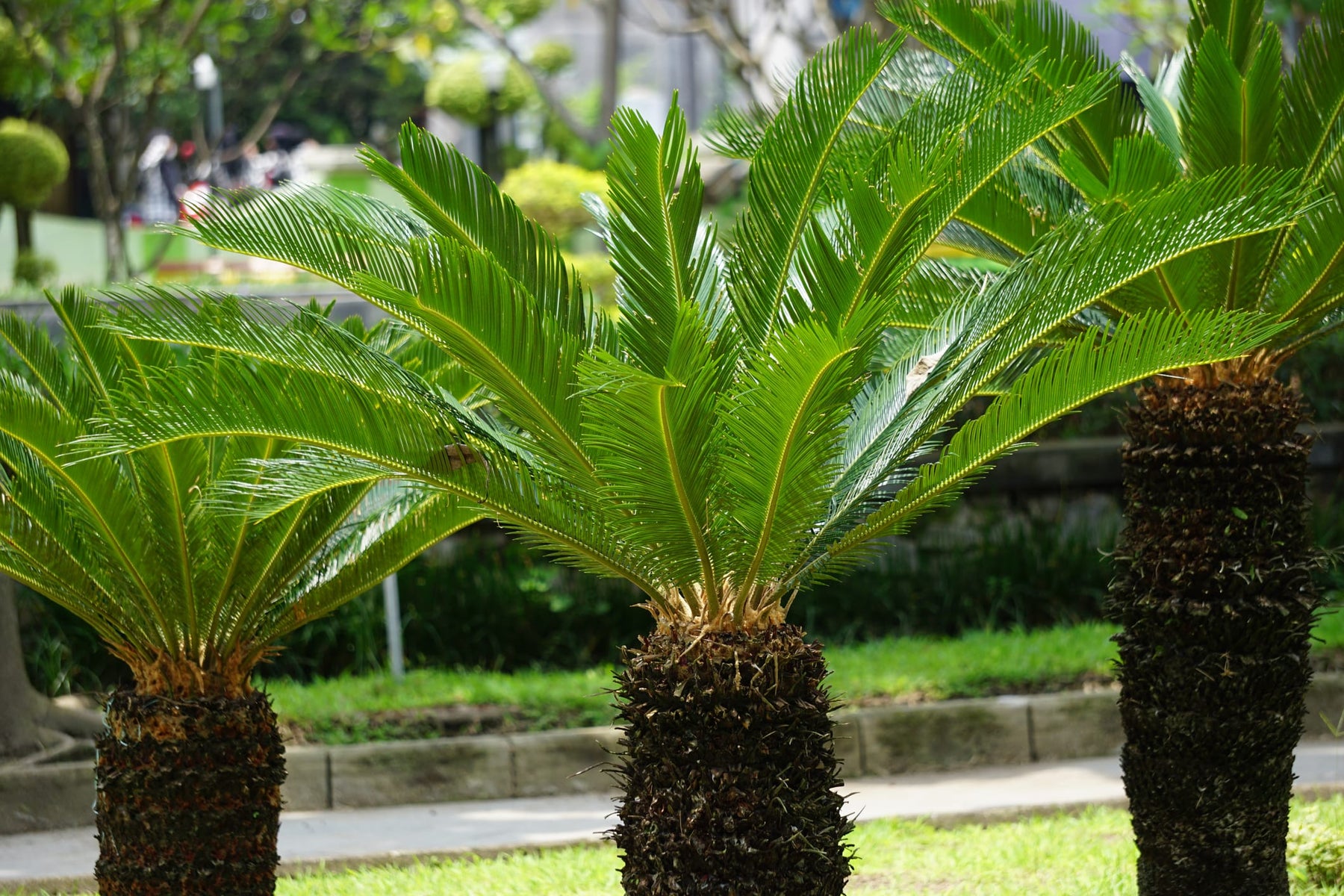 sago palm plant price Cycas revoluta Sago Palm - 15 Gallon