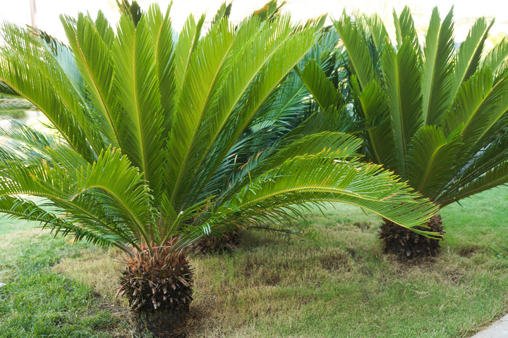 Cycas revoluta Sago Palm