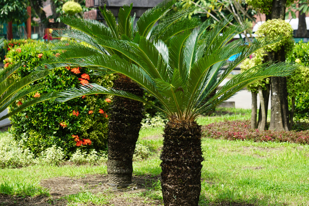 grand palm plant Cycas revoluta Sago Palm - 15 Gallon