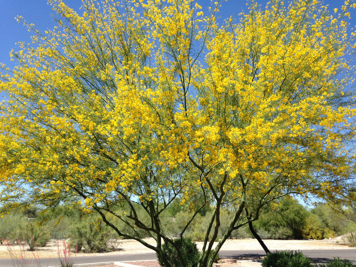 Desert Museum Palo Verde Tree