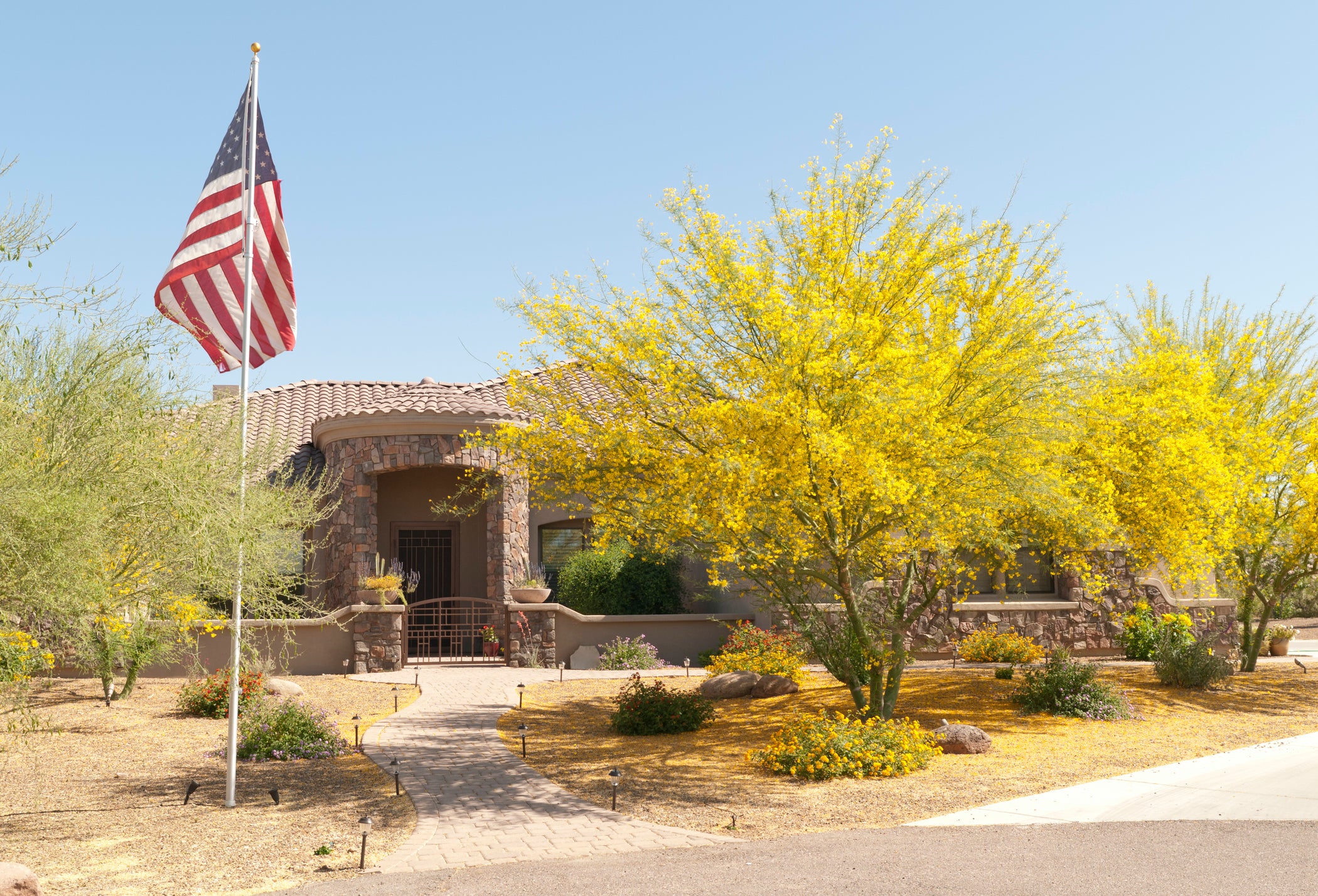PlantClearance Desert Museum Palo Verde Tree - Thumbnail 4