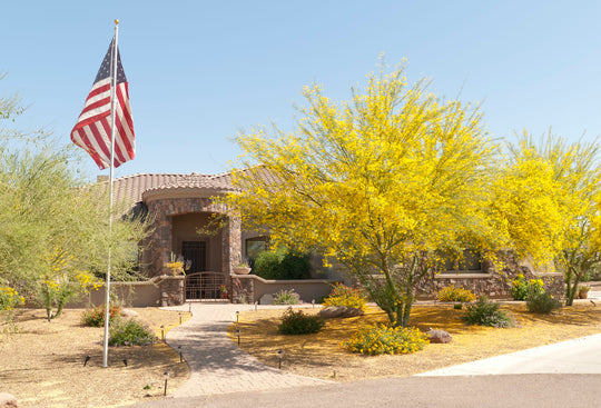 Desert Museum Palo Verde Tree Plant