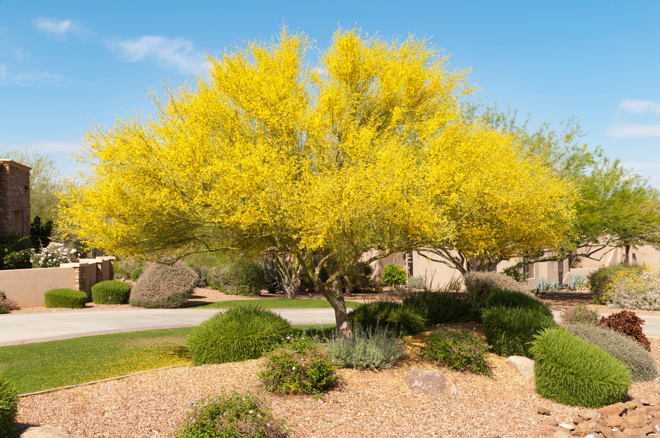 PlantClearance Desert Museum Palo Verde Tree