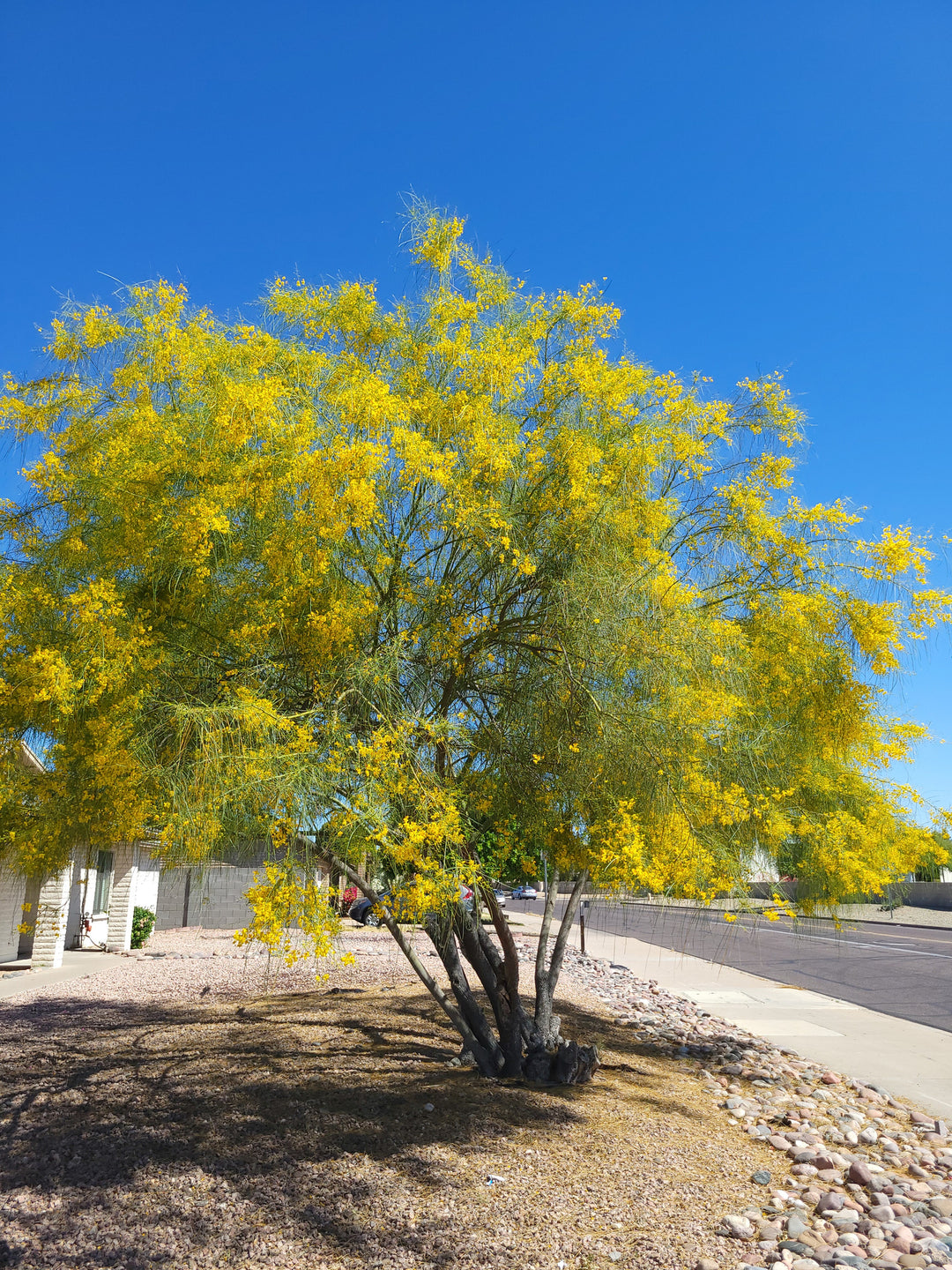 Desert Museum Palo Verde Tree