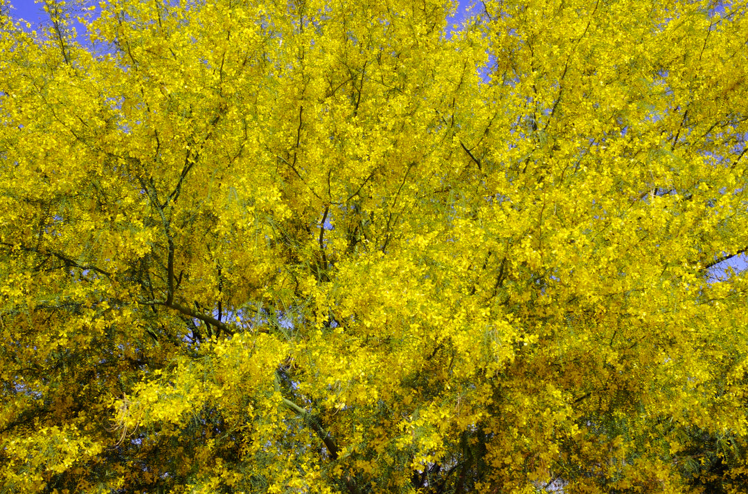 Desert Museum Palo Verde Tree