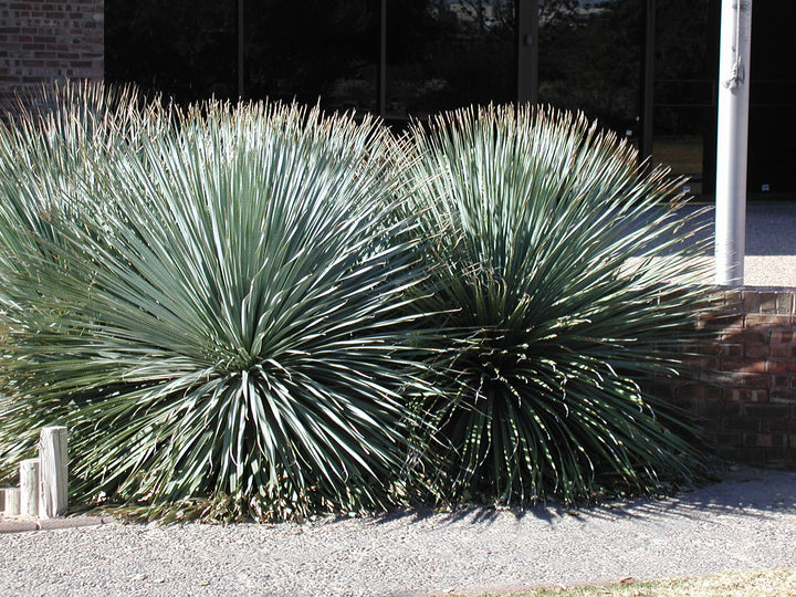 Desert Spoon - 5 Gallon