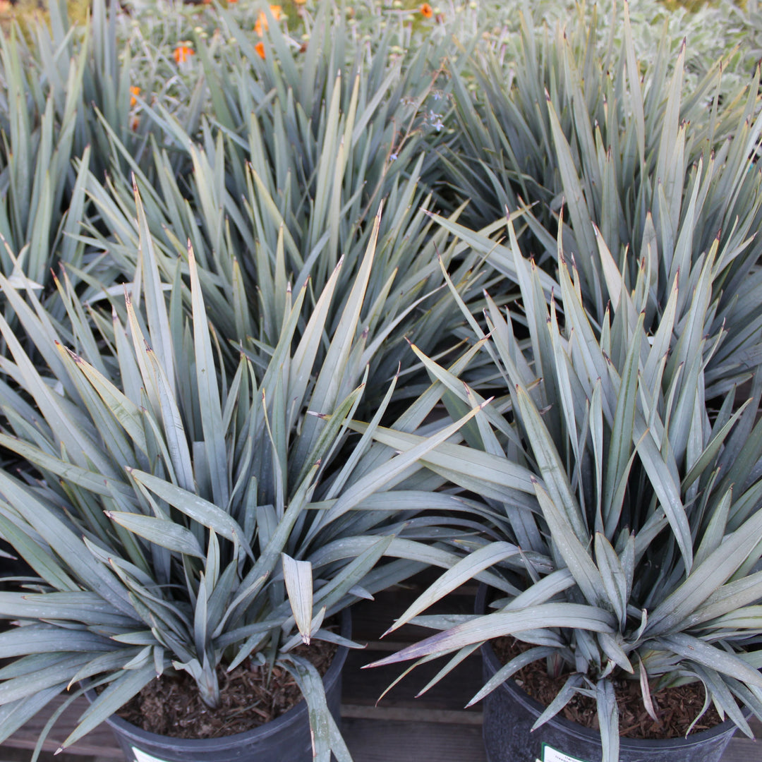 Dianella Blutopia - 5 Gallon