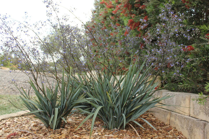 Dianella Blutopia - 5 Gallon