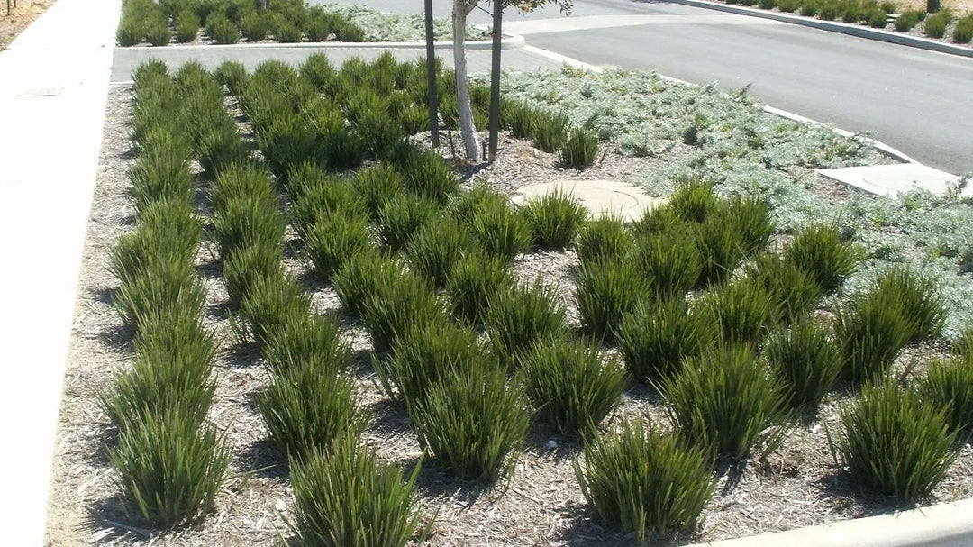 Dianella Little Rev - 5 Gallon