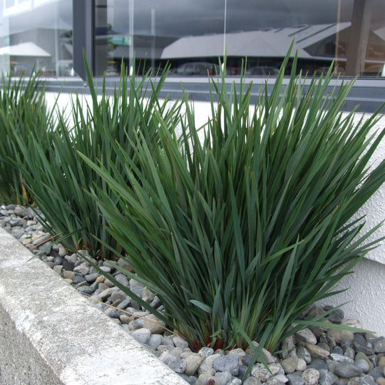 Dianella Little Rev - 5 Gallon