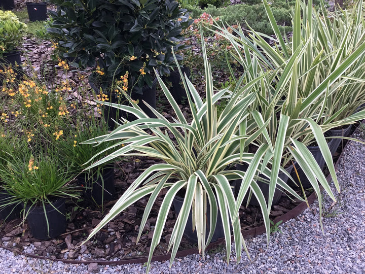 Dianella tasmanica 'Variegata' - 5 Gallon