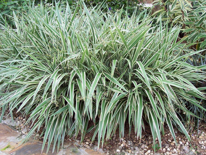 Dianella tasmanica 'Variegata' - 5 Gallon
