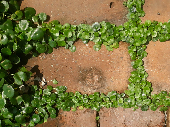Dichondra - Flat
