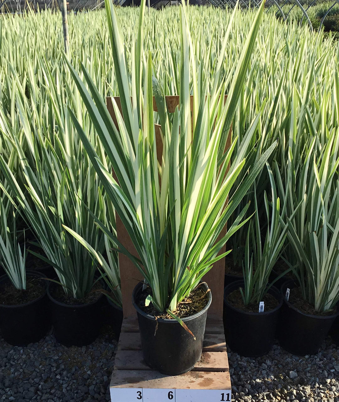 Dietes Variegated- Fortnight Lily Variegata - 5 Gallon