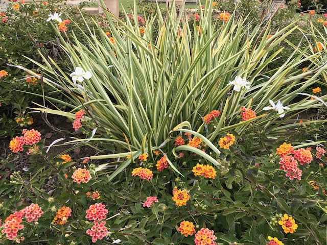 Dietes Variegated- Fortnight Lily Variegata - 5 Gallon
