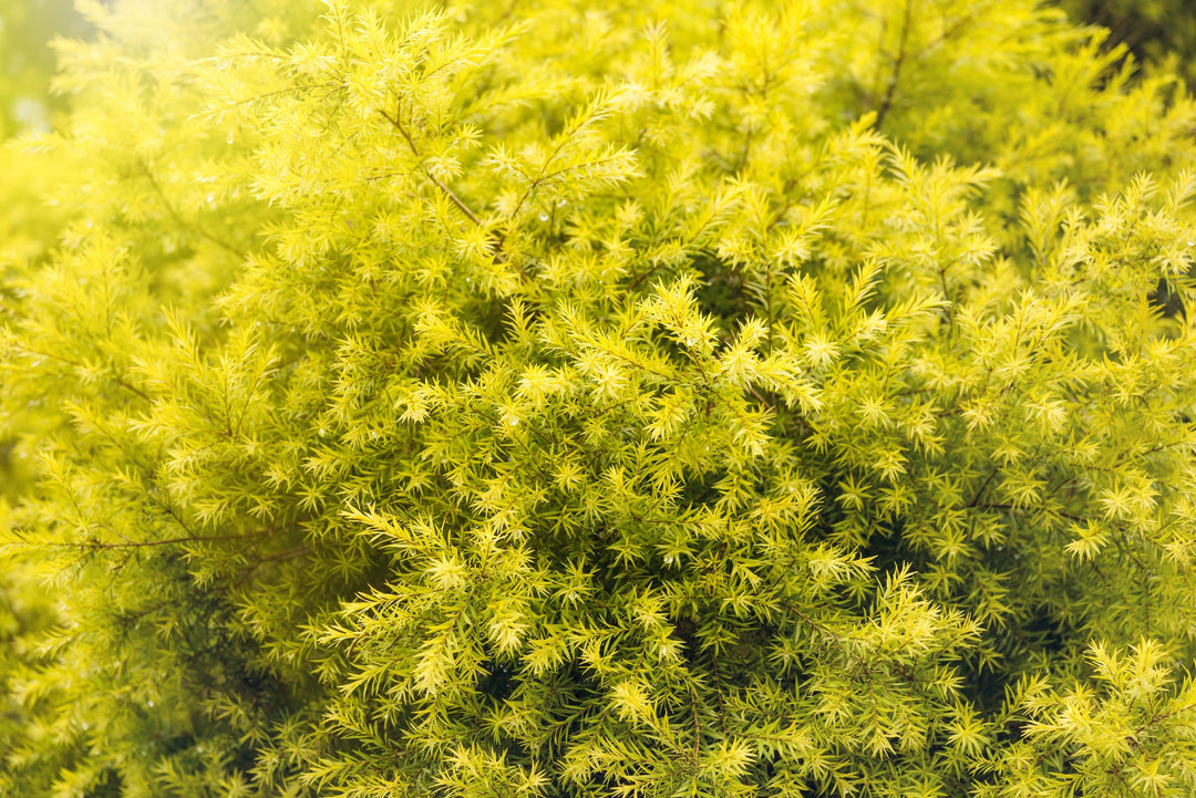 Sunset Gold Breath of Heaven - 5 Gallon