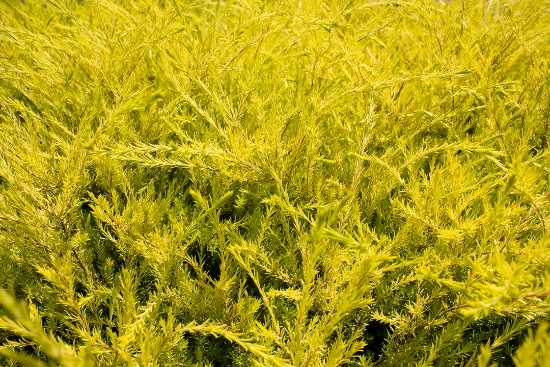 Sunset Gold Breath of Heaven - 5 Gallon