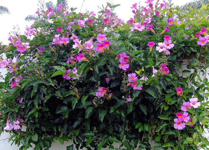 Distictis 'Rivers' (D. riversii)(Bignonia riversii) Royal Trumpet Vine - 15 Gallon