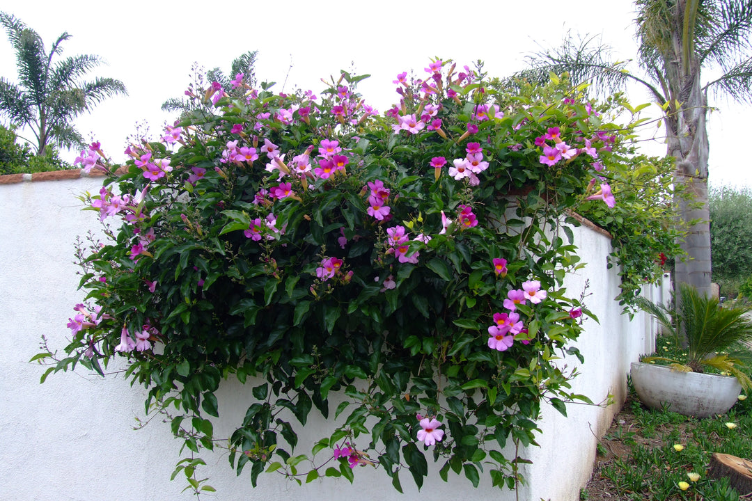 Distictis 'Rivers' (D. riversii)(Bignonia riversii) Royal Trumpet Vine - 15 Gallon