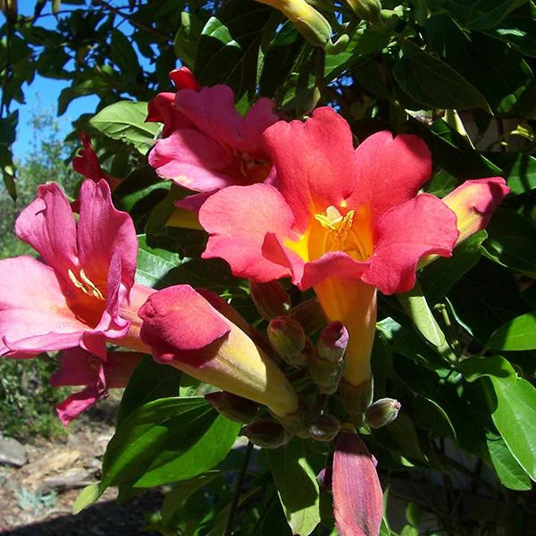 Distictis buccinatoria (Bignonia cherere)  Blood-Red Trumpet Vine - 15 Gallon