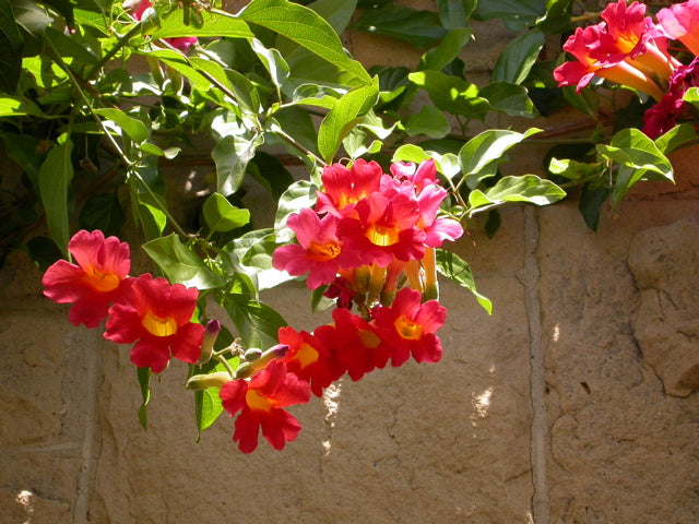 Distictis buccinatoria (Bignonia cherere)  Blood-Red Trumpet Vine - 15 Gallon