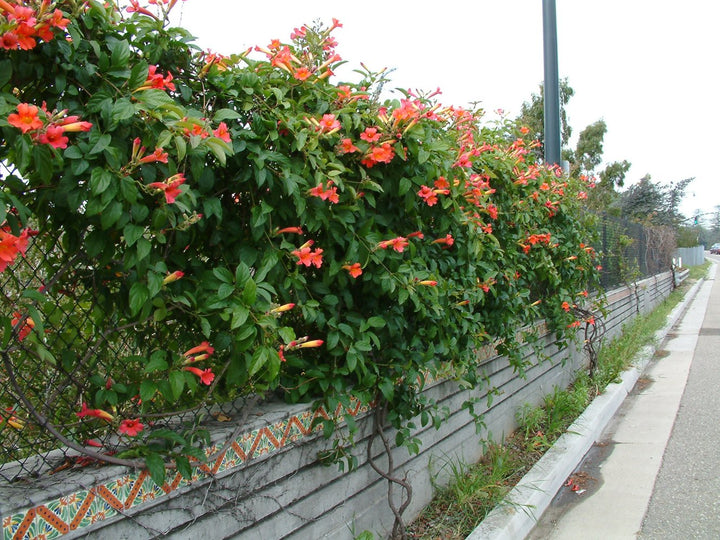 Distictis buccinatoria (Bignonia cherere)  Blood-Red Trumpet Vine - 15 Gallon