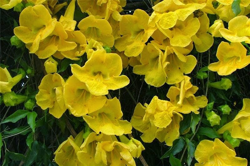 cat's claw creeper herbicide Cat's Claw Vine