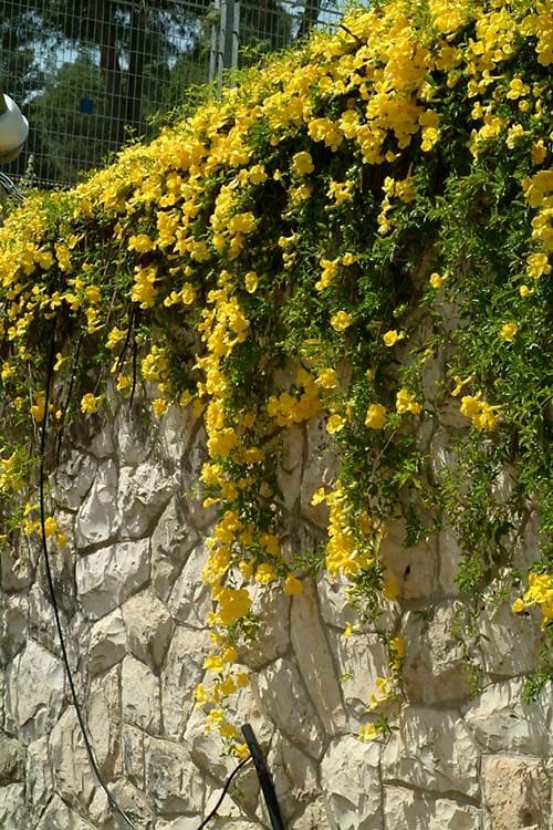 cat's claw succulent Dolichandra unguis - Cat's Claw Vine - 15 Gallon