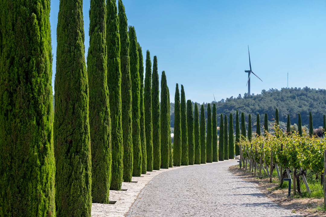 Dwarf Italian Cypress - 15 Gallon