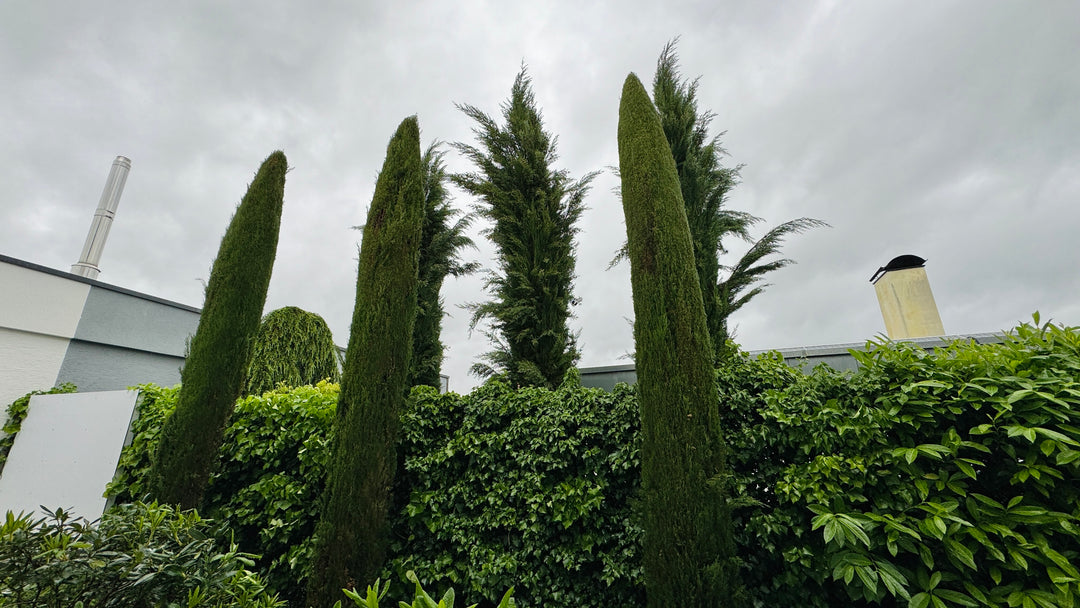 Dwarf Italian Cypress - 15 Gallon