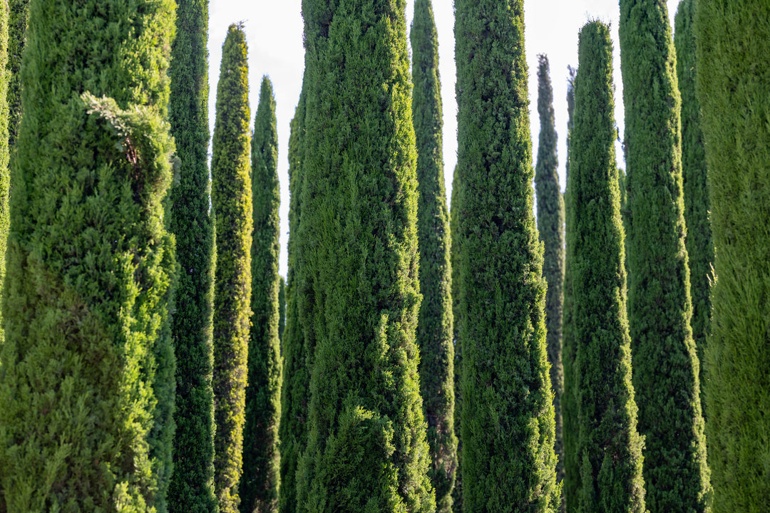 Dwarf Italian Cypress - 15 Gallon