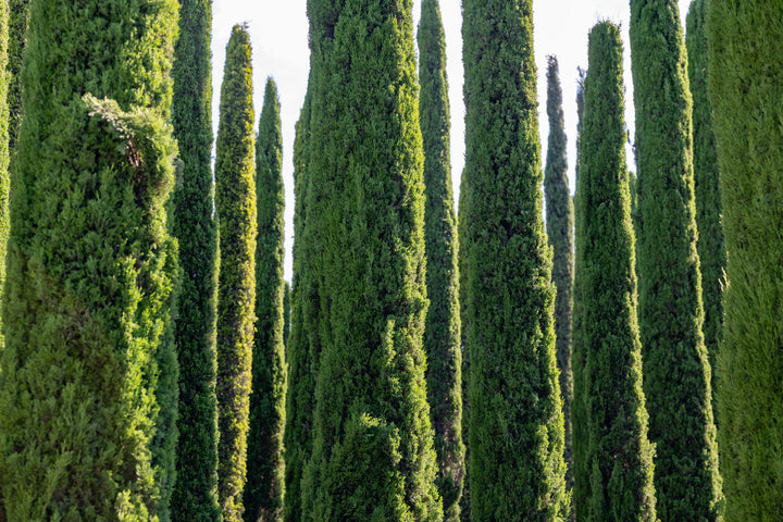 Dwarf Italian Cypress - 15 Gallon