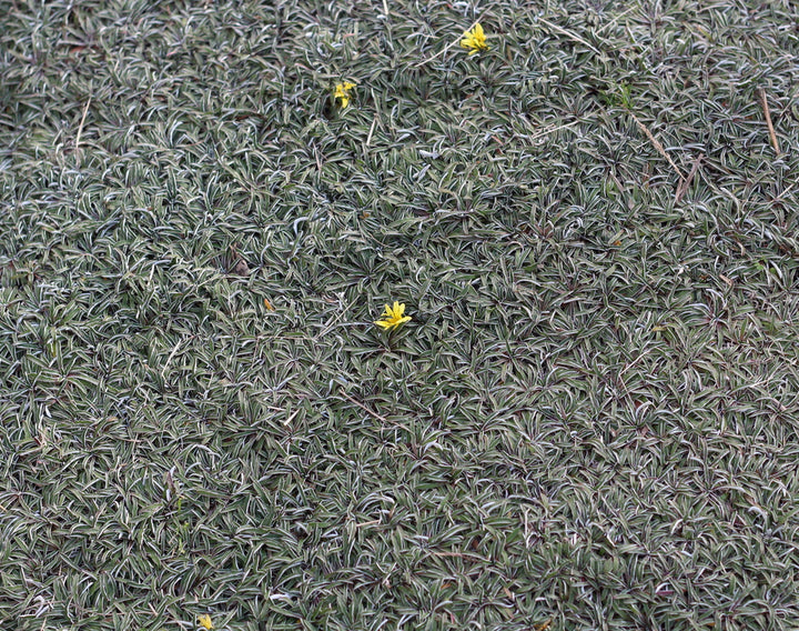 Dymondia Margaretae 'Silver Carpet' - Flat