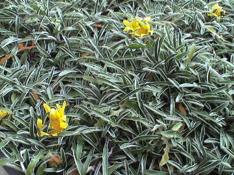 Dymondia Margaretae 'Silver Carpet' - Flat