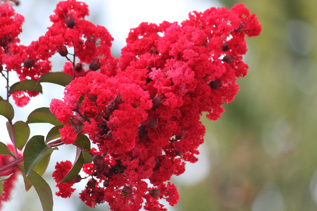Dynamite Red Crape Myrtle Tree - 15 Gallon Single Trunk