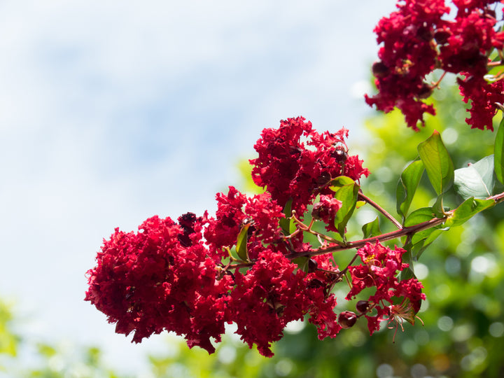 Dynamite Red Crape Myrtle Tree - 15 Gallon Single Trunk