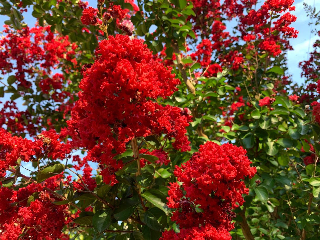 Dynamite Red Crape Myrtle Tree - 15 Gallon Single Trunk