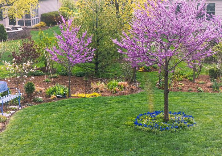 Eastern Redbud Tree